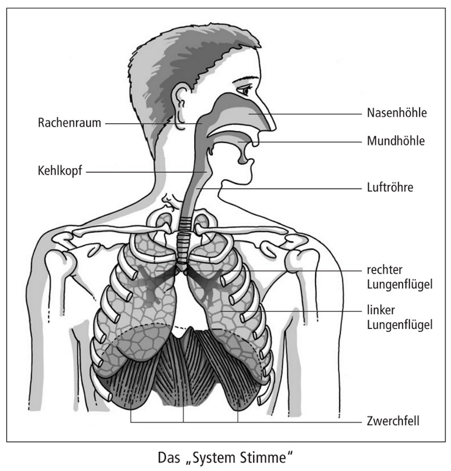 Auf dieser Abbildung sind alle menschlichen Organe im Querschnitt zu sehen, die an der Stimmbildung beteiligt sind.