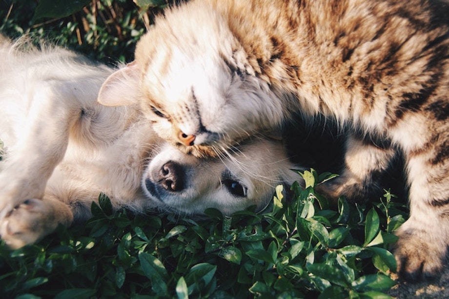 Ein Hund und eine Katze kuscheln liebevoll die Köpfe aneinander und liegen auf Blättern.