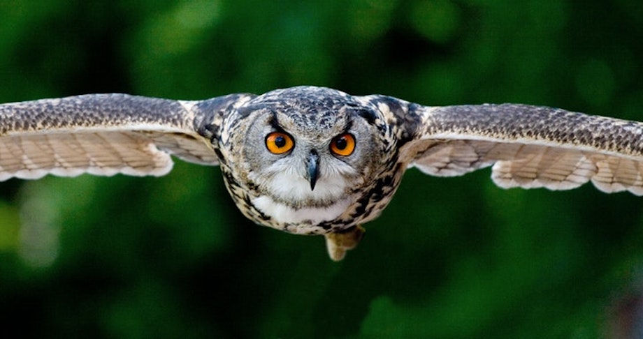 Eine Eule fliegt frontal auf den Betrachter zu und verbildlicht den Begriff Fokus.