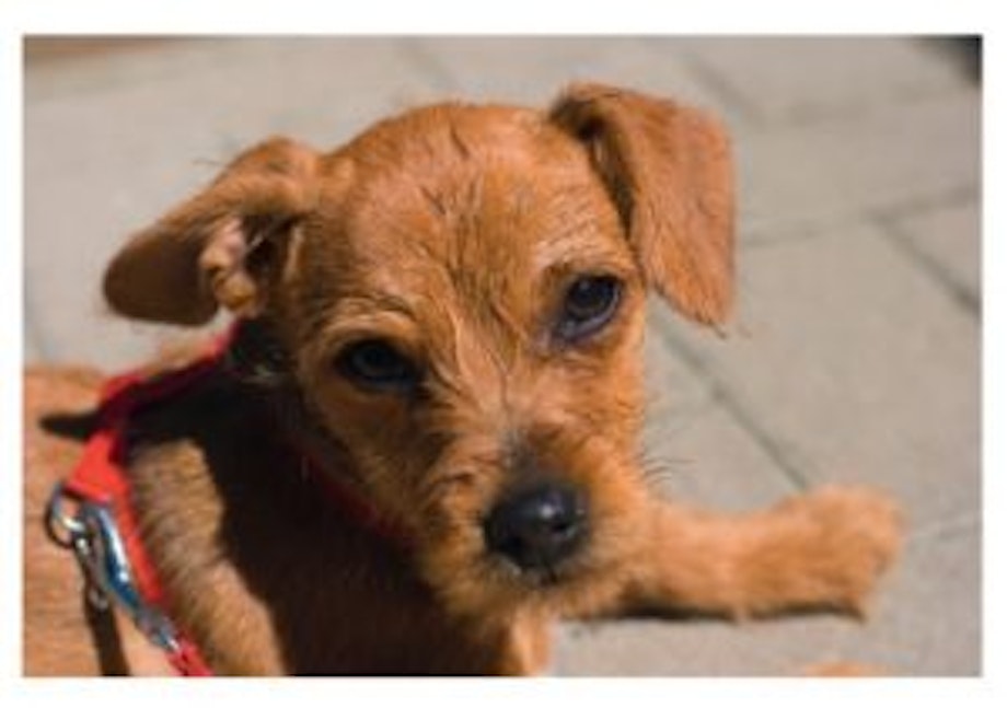 Auf dem Bild ist ein kleiner Hund zu sehen. In dem Adventskalender zum Vorlesen und Knobeln lernen die Kinder Interessantes über den Hund Kalli und die Tierpflege.