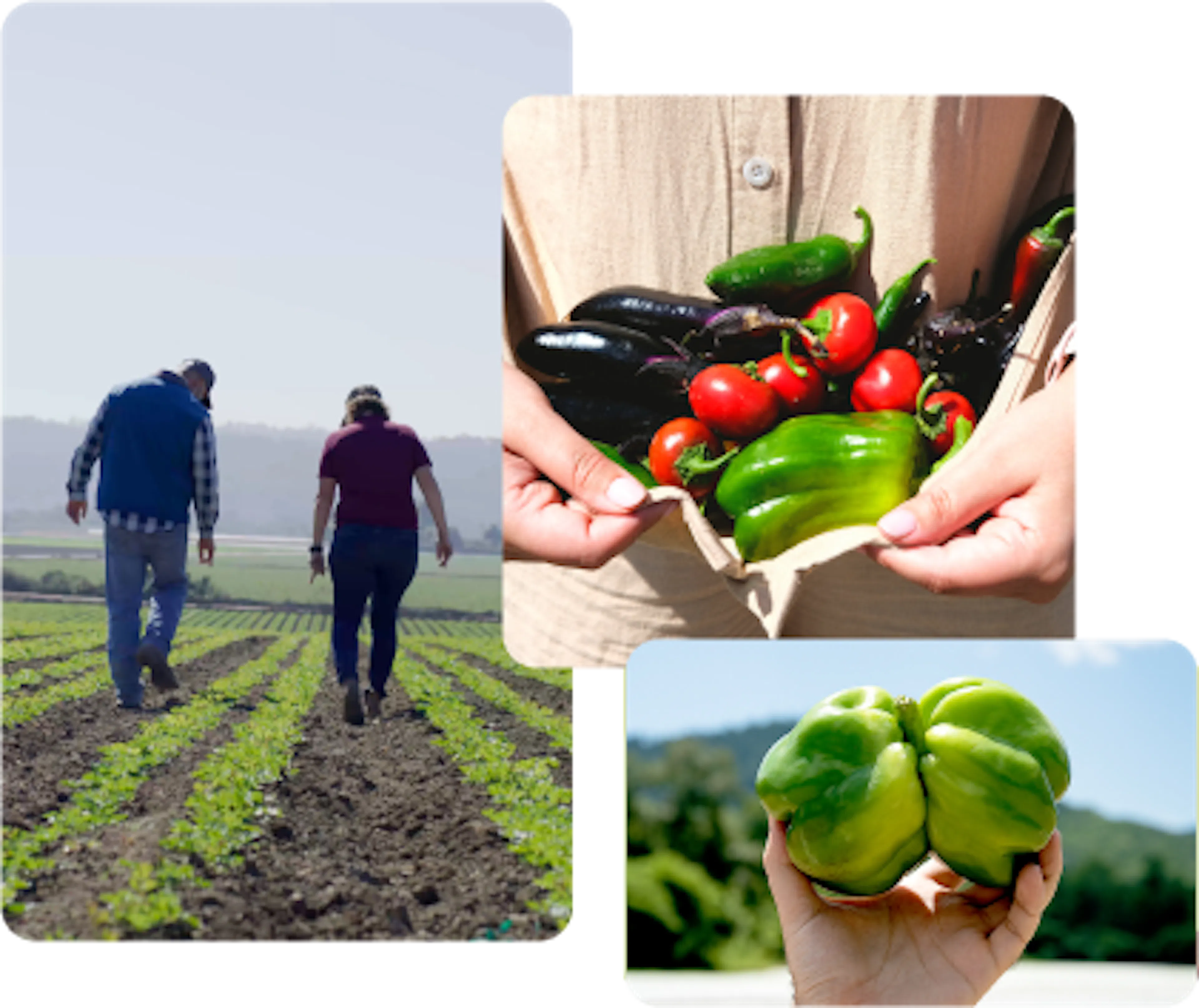 How To Reduce Food Waste | Misfits Market