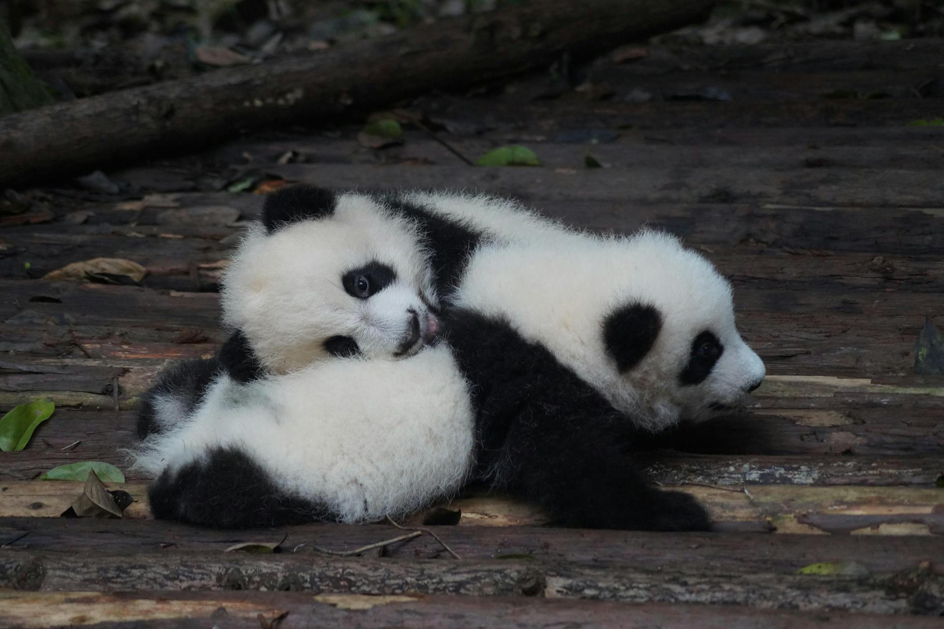 Foto van twee panda jongen die samen spelen