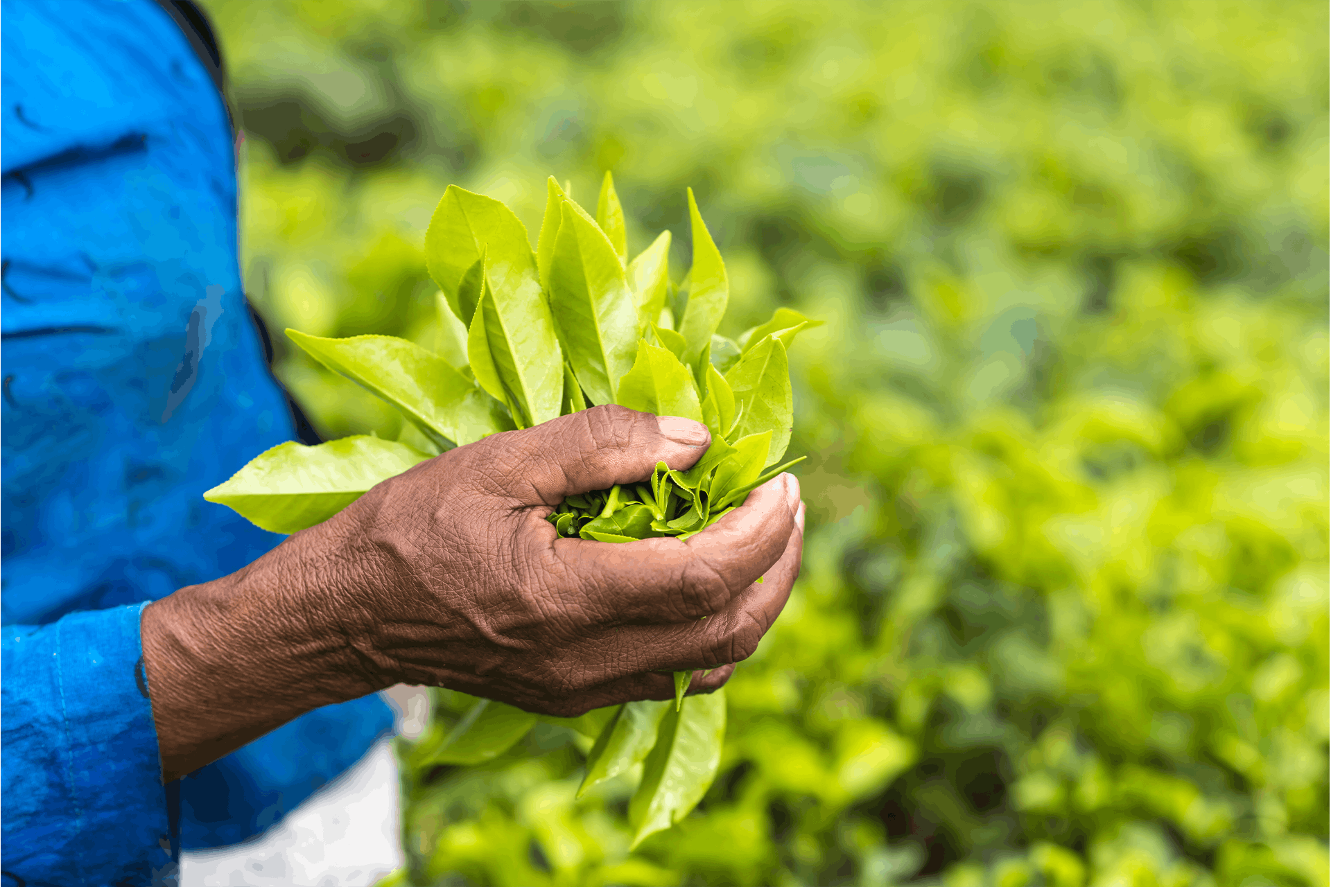 fairtrade