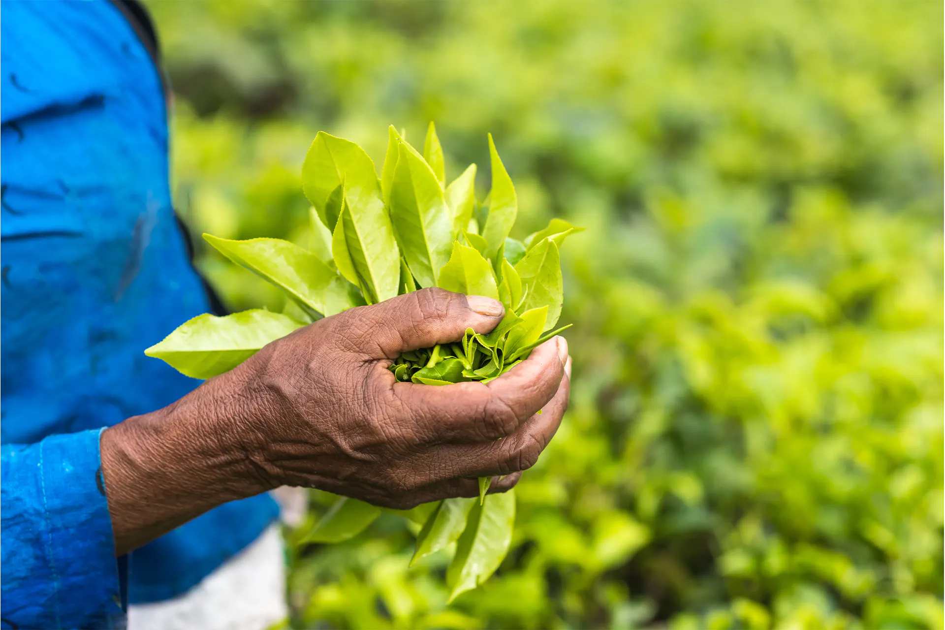 fairtrade