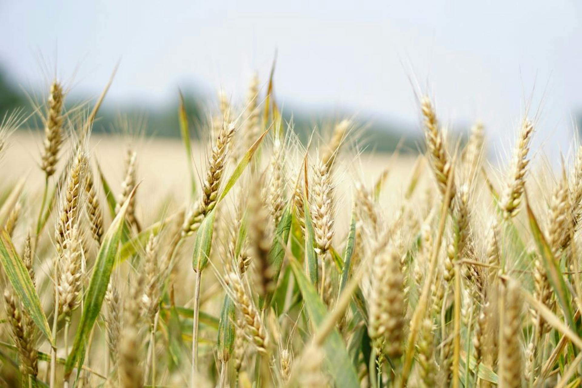 Image of grain