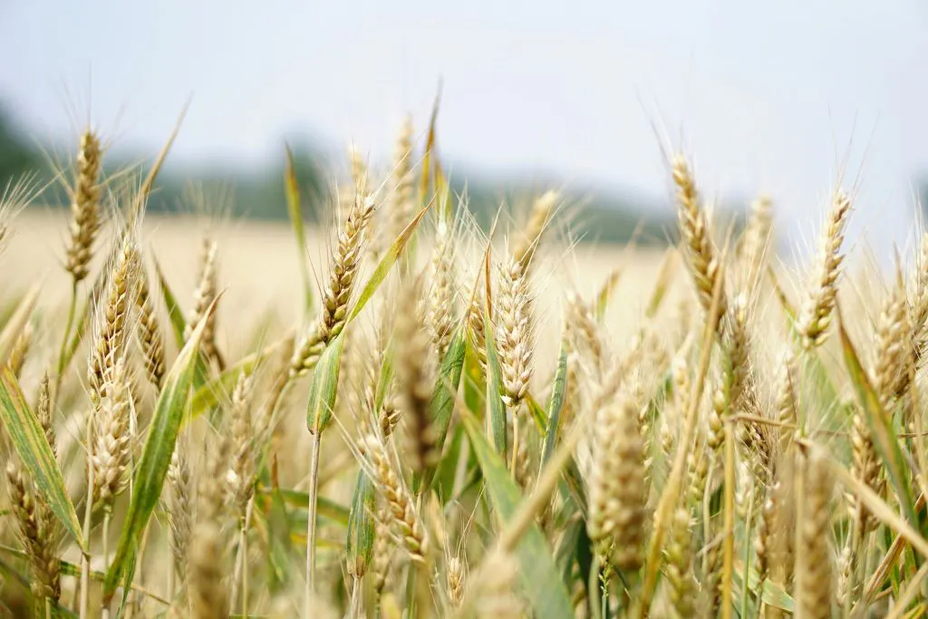 Image of grain