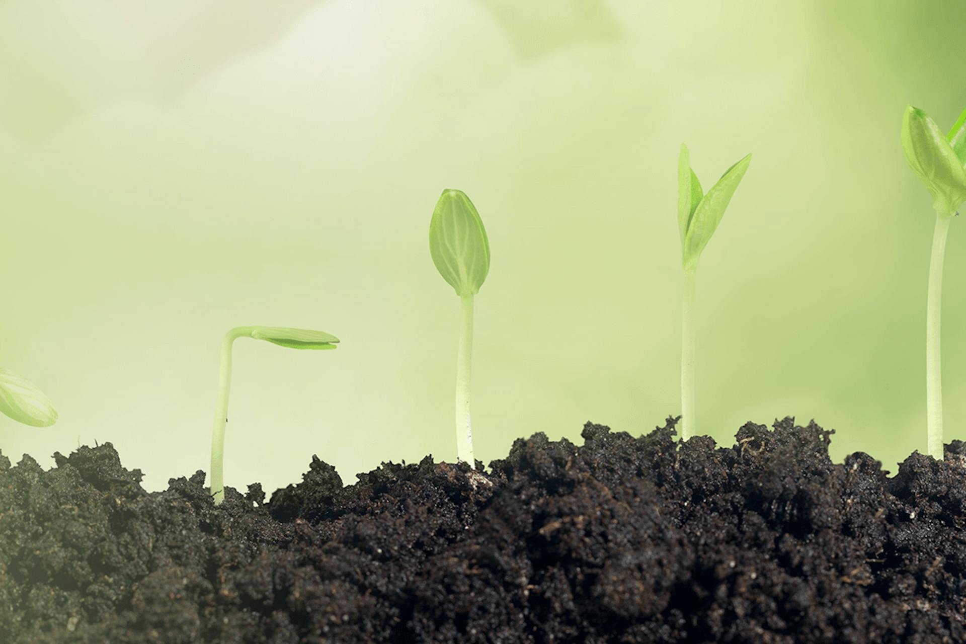 An image of plants growing out