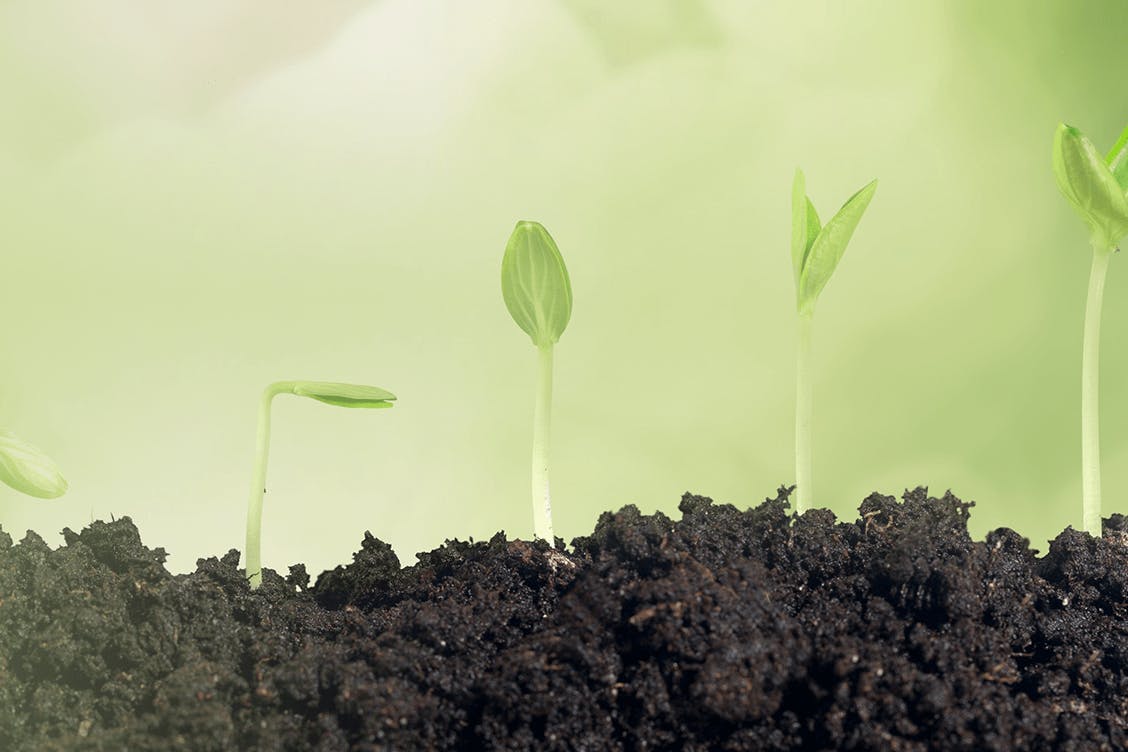 An image of plants growing out