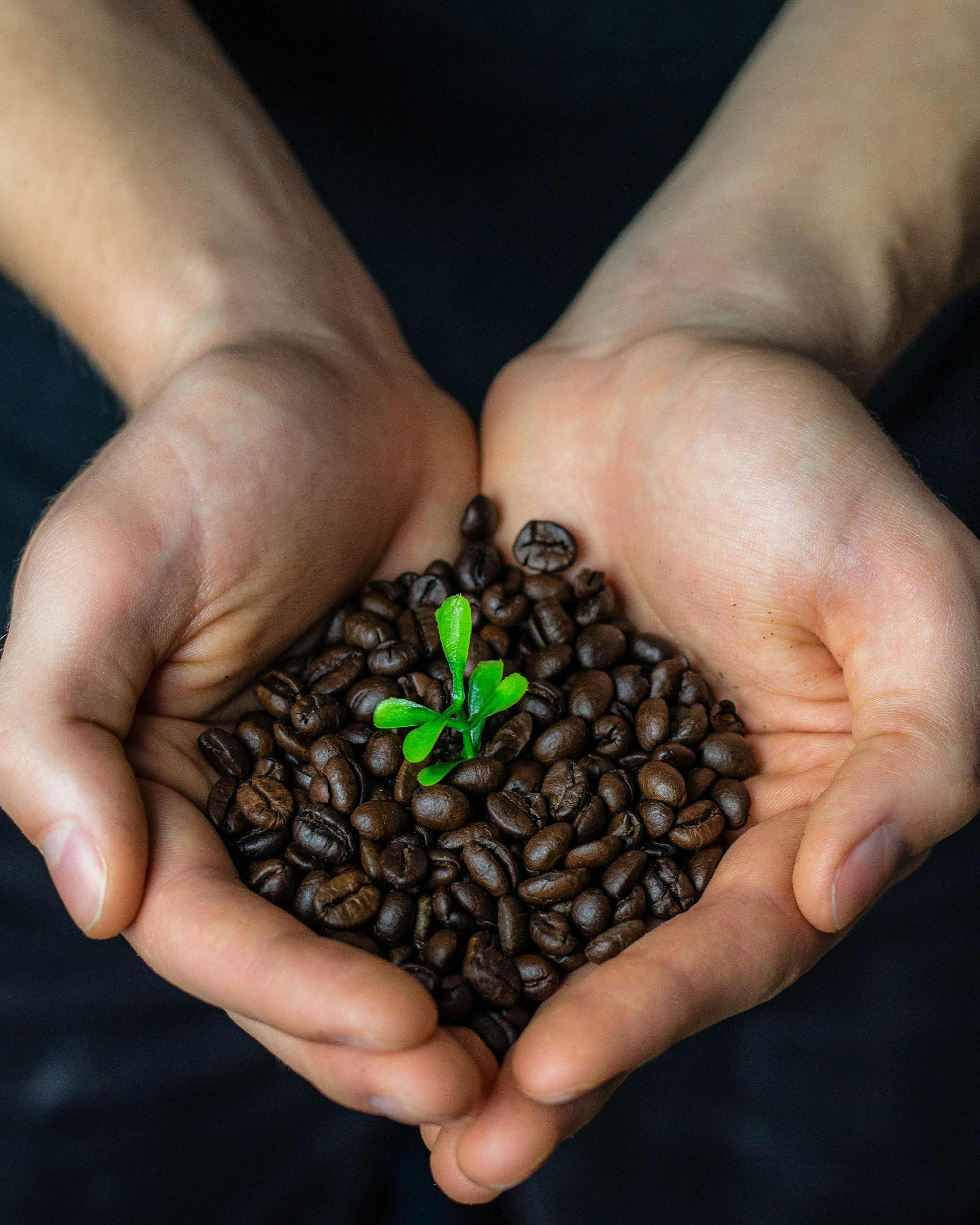 Photo of someone holding coffee beans in their hands