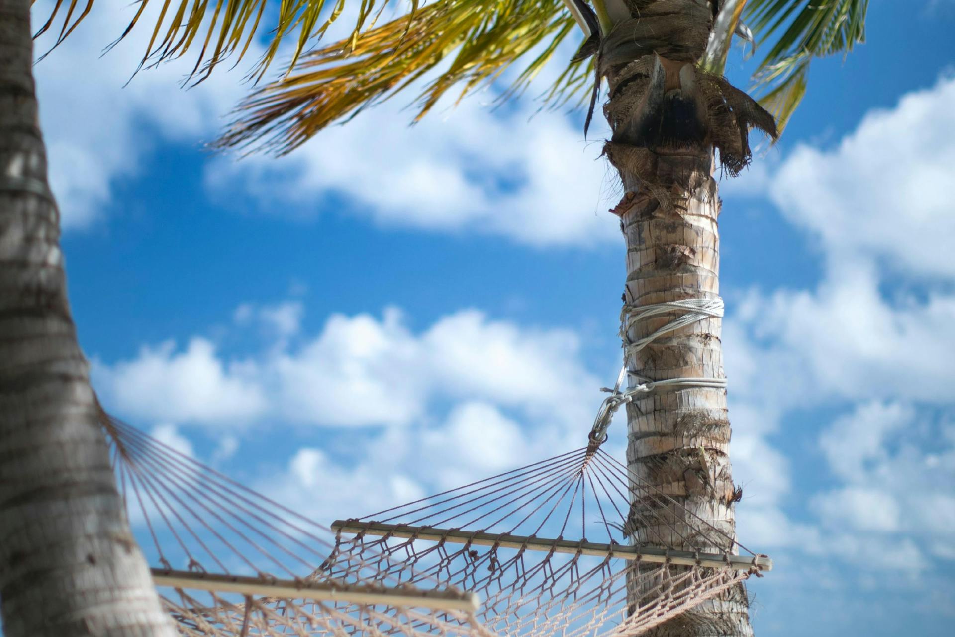 Photo of a hammock between palms and a blue sky