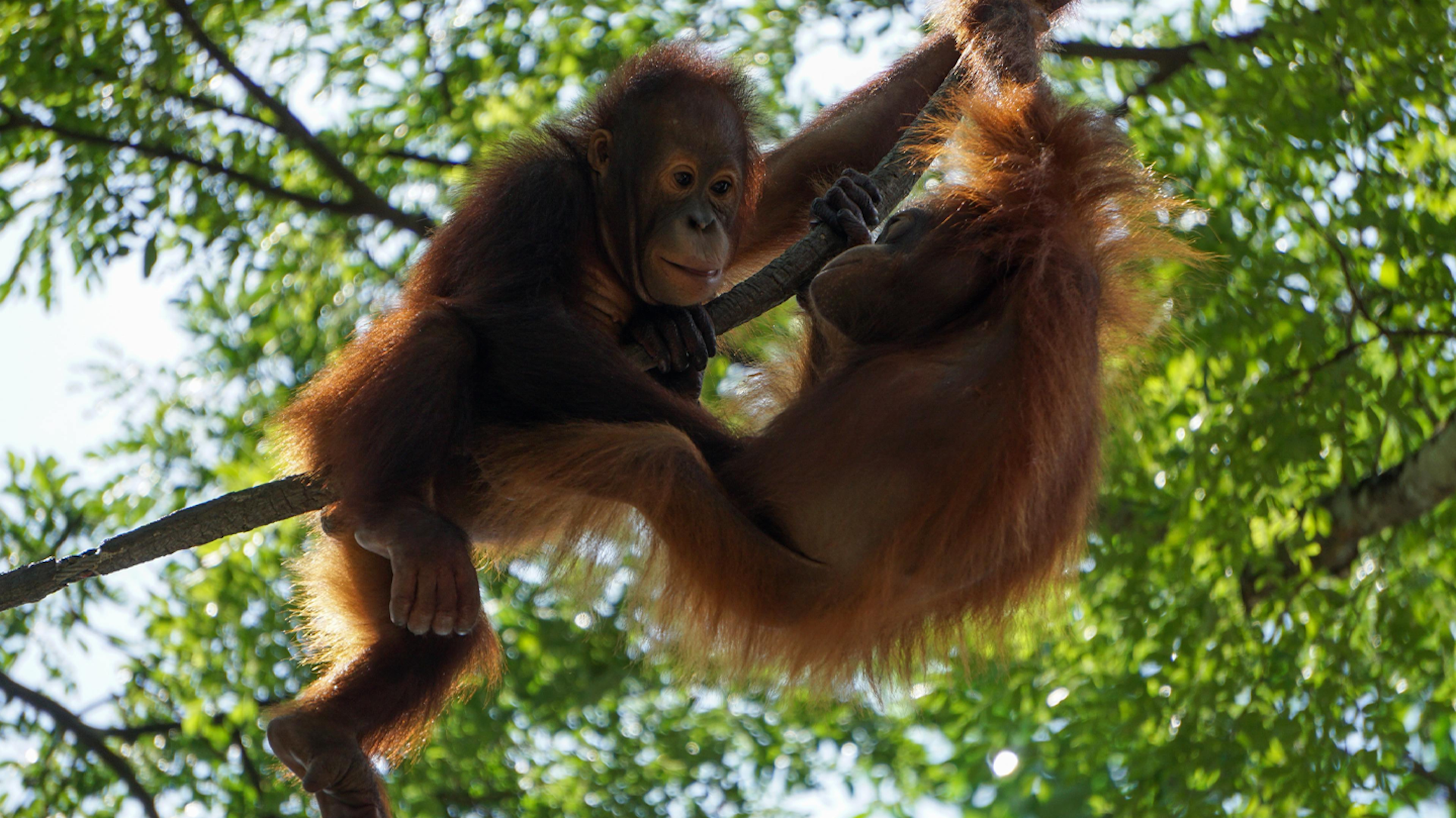 Photo of Orangutans