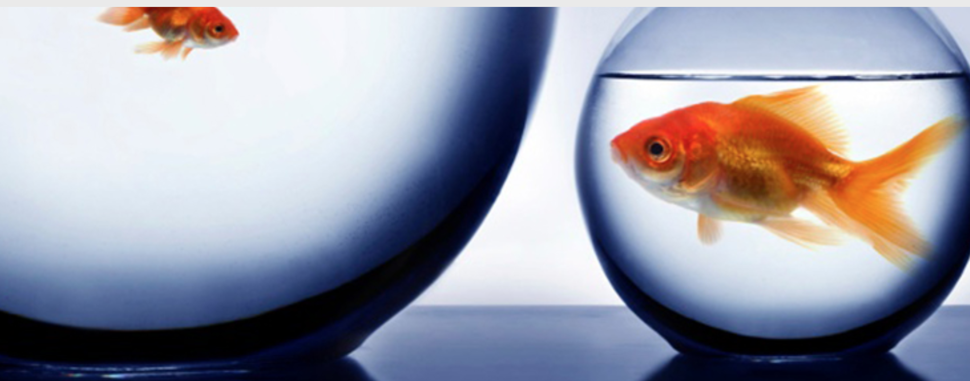 social handles goldfish bowl