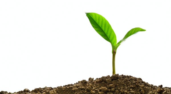 growing seed
