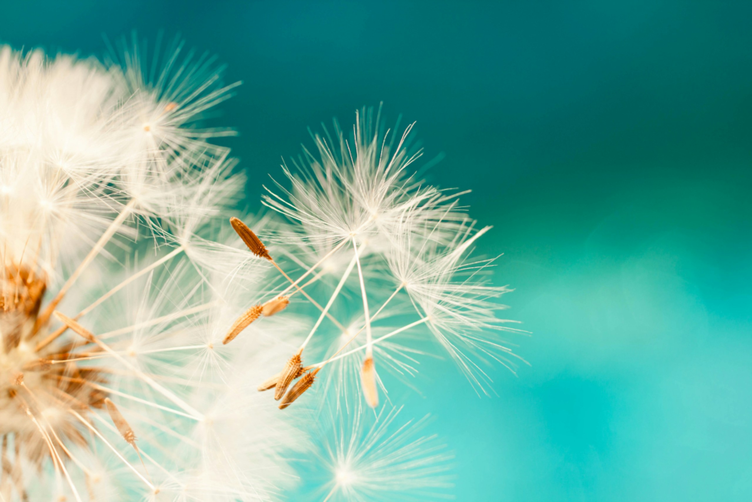 Foto Pusteblumen Seeding