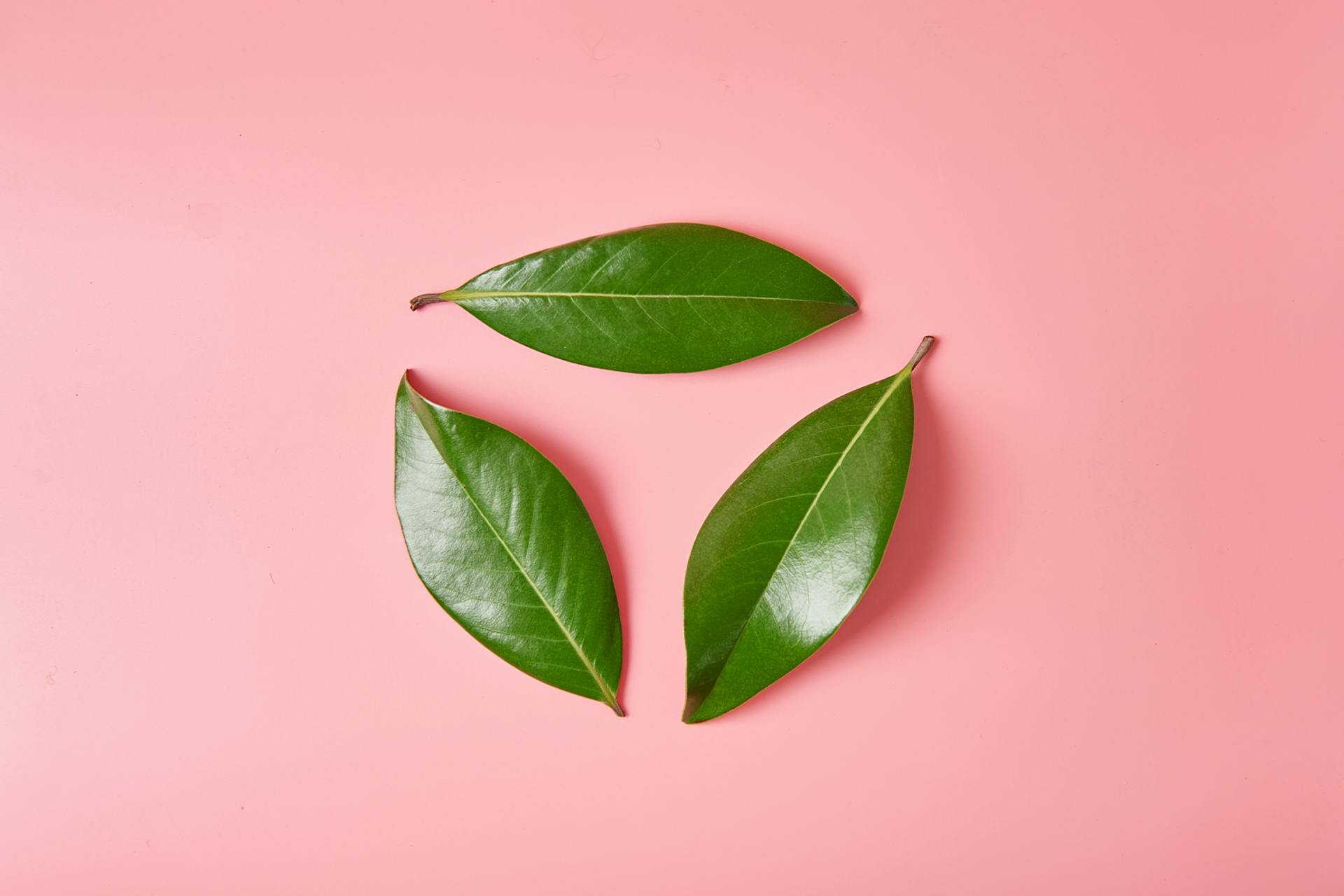 Three green leaves forming a circle on a pink background. Blog post: Environmental social media campaigns
