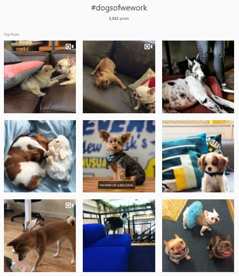 Dogs of WeWork