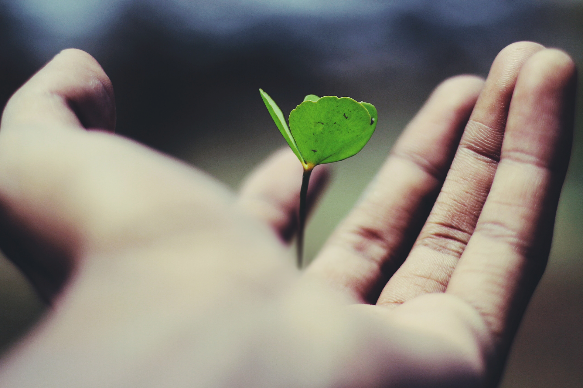 An image of a hand holding a seed that has sprouted. This image is the header for our blog about growth hacking for marketers.