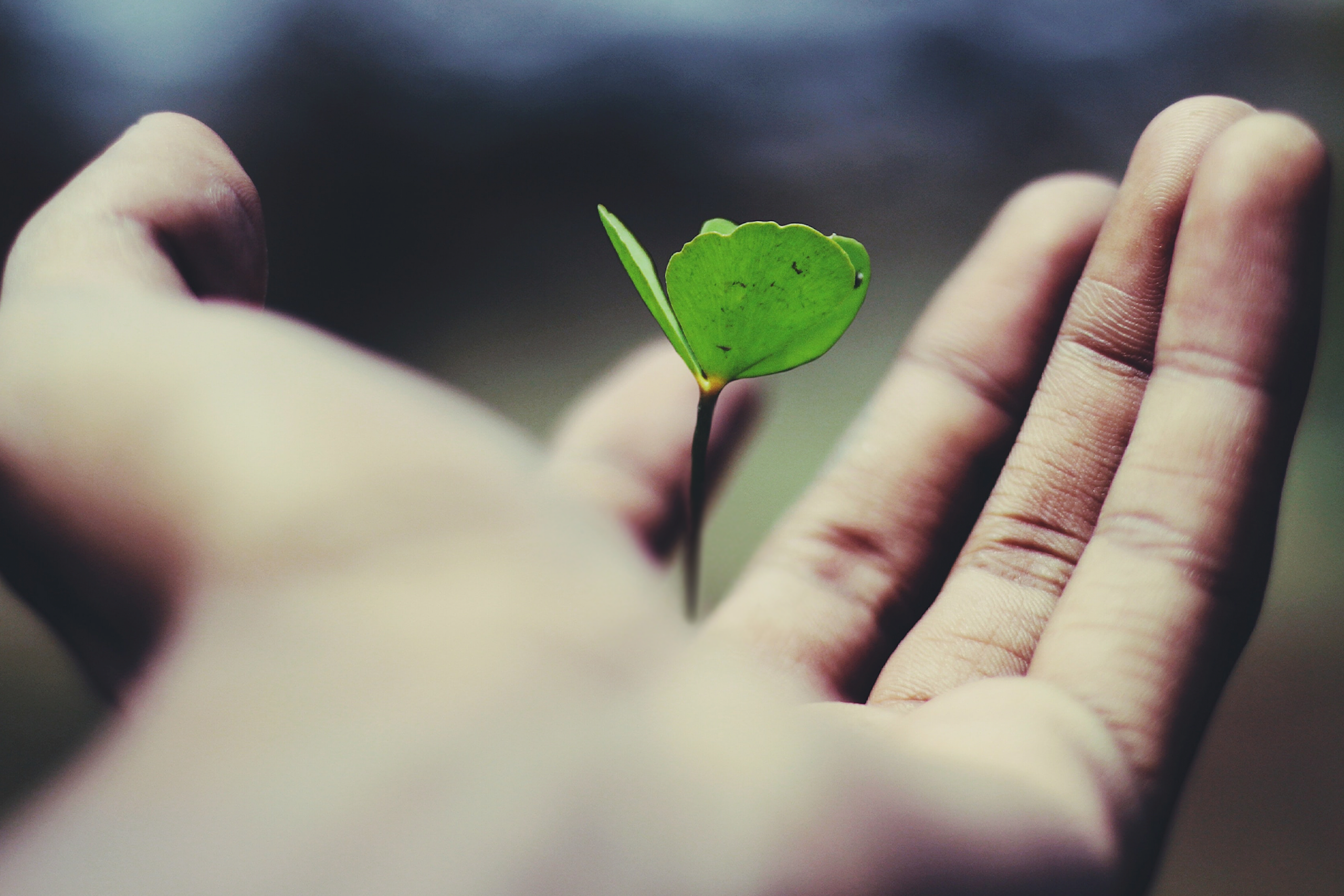 Une image d'une main tenant une graine germée. Cette image est l'en-tête de notre blog sur le growth hacking pour les professionnels du marketing