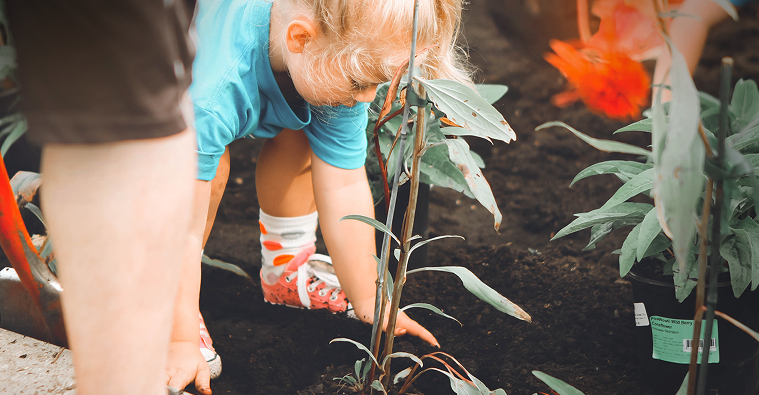Photo of a little girl helping to plant