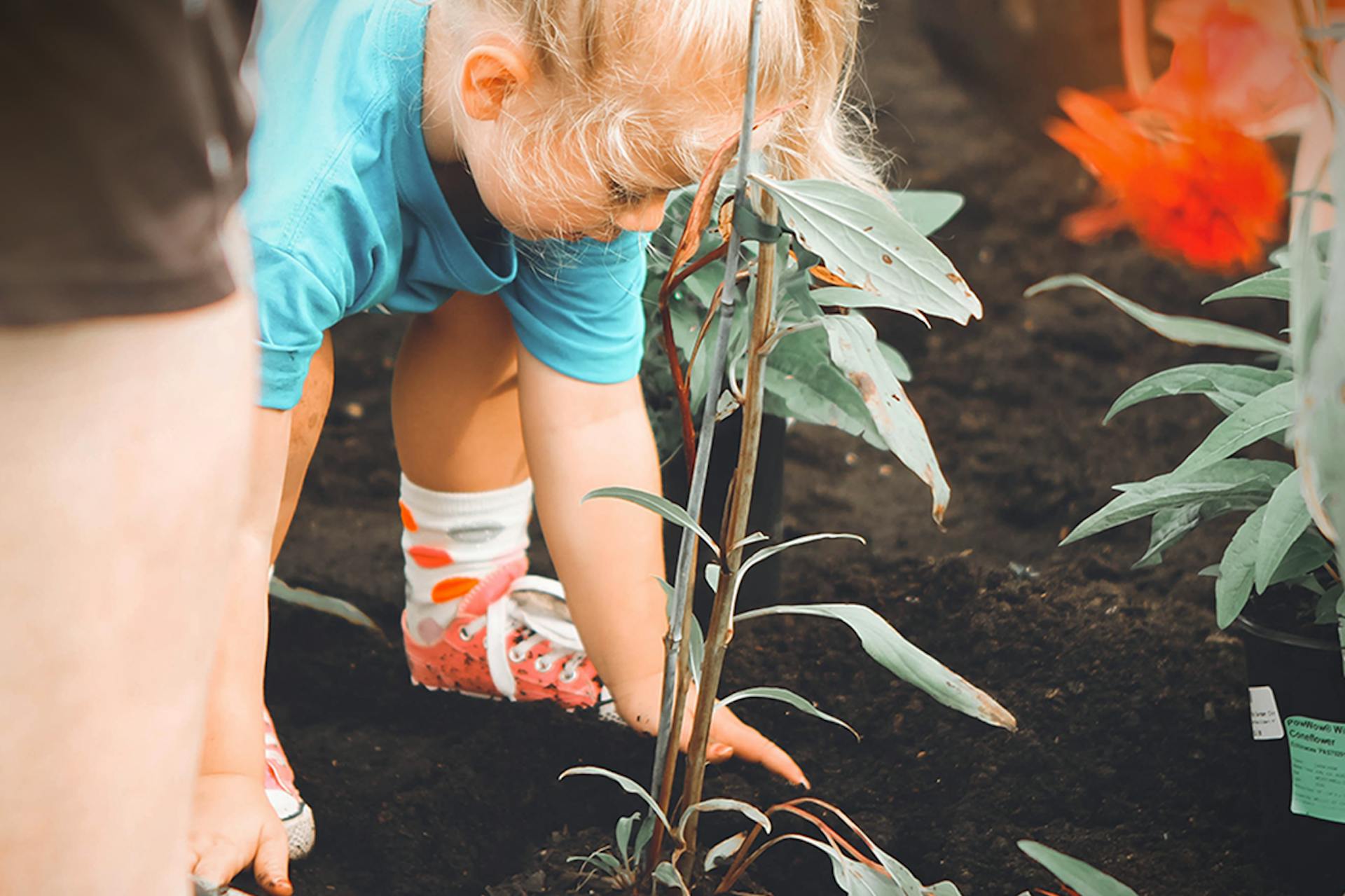 Child planting a plant.