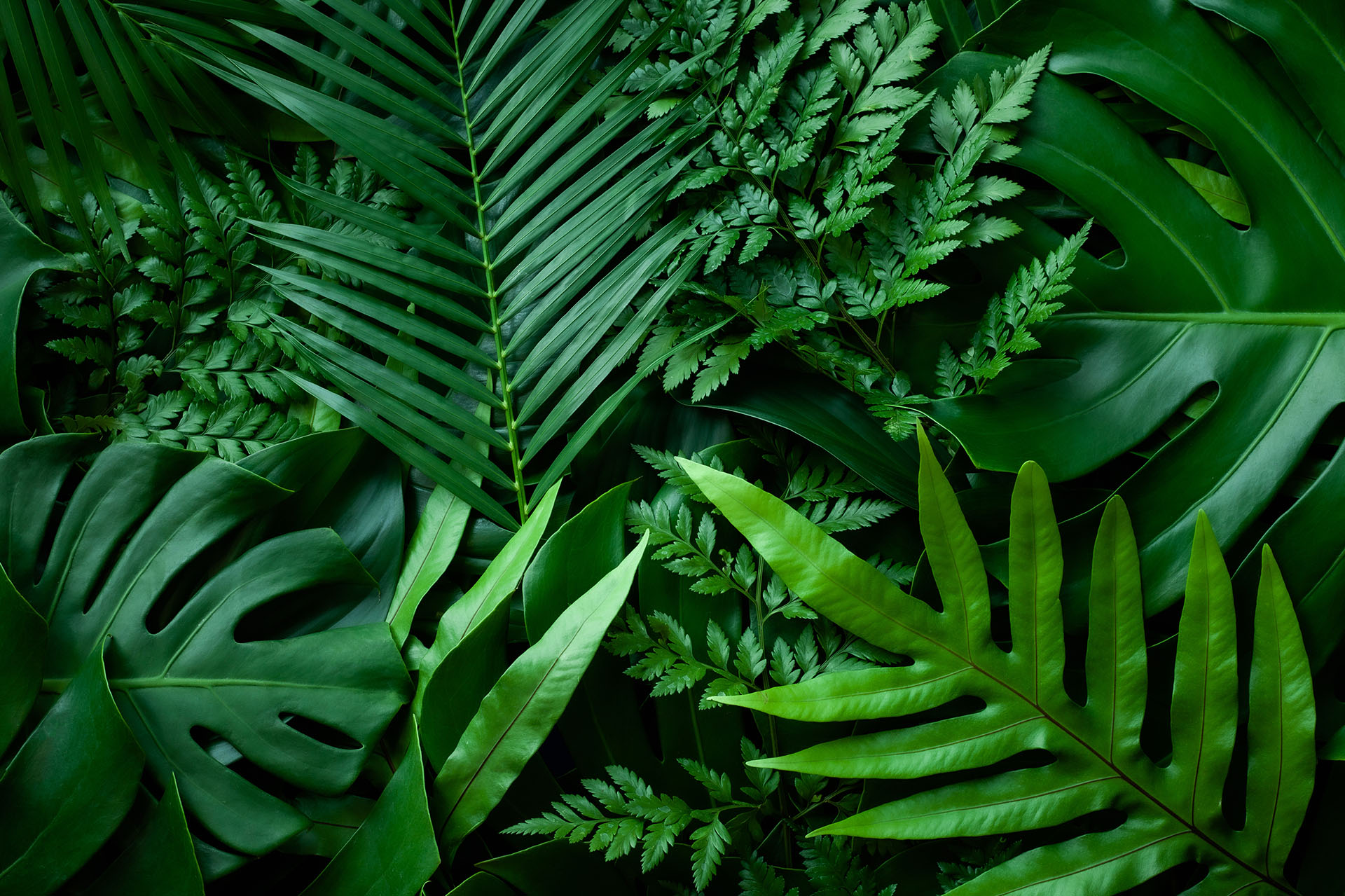 Man sieht grüne Pflanzen sich überlappen. Das ist das Titelbild für unseren Beitrag zu Corporate Social Responsibility (CSR)