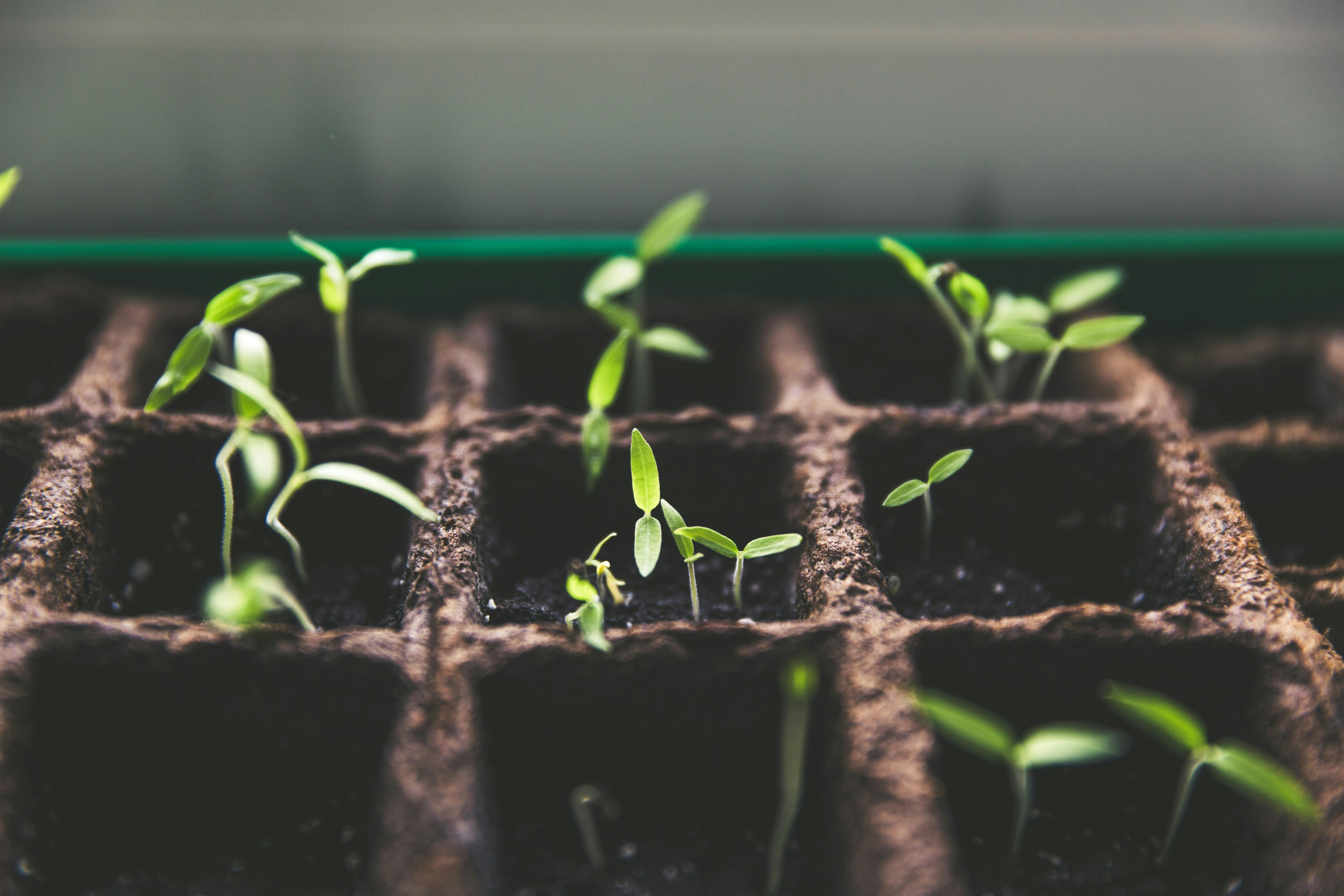 Just like seedlings planted and growing with sunlight care, Instagram followers won't grow without engagement and careful cultivation