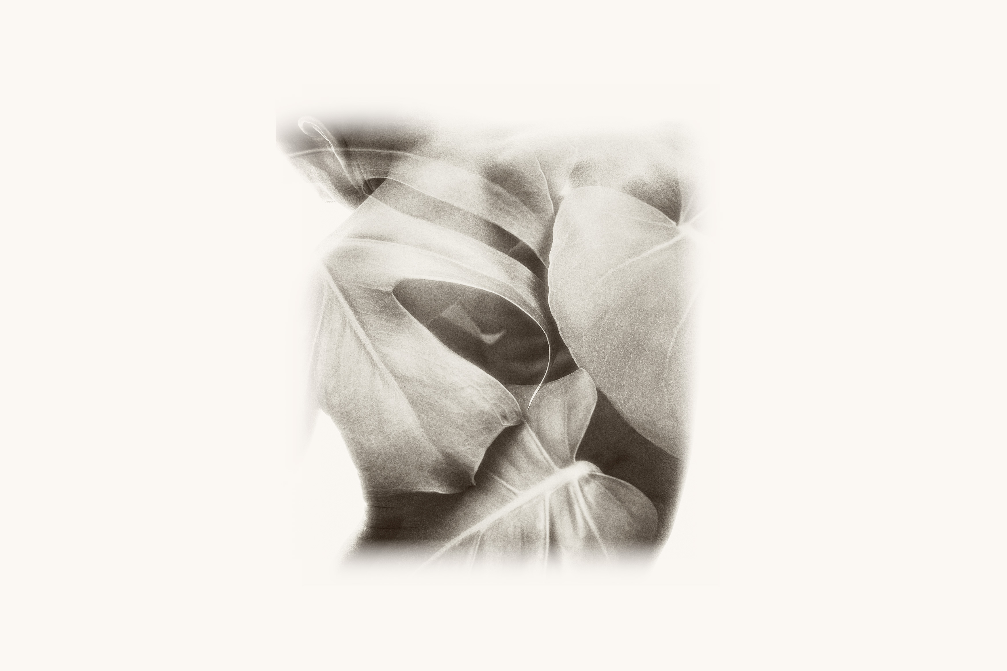 Artwork of a man's back superimposed with flowers