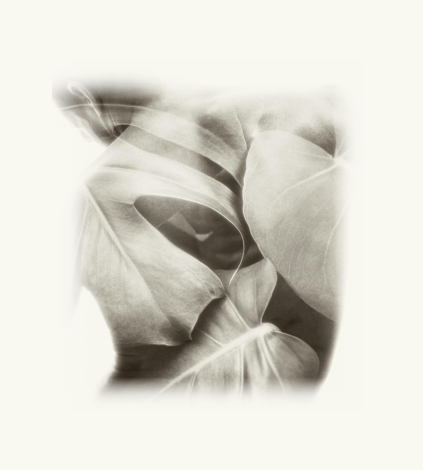 Artwork of a man's back superimposed with flowers