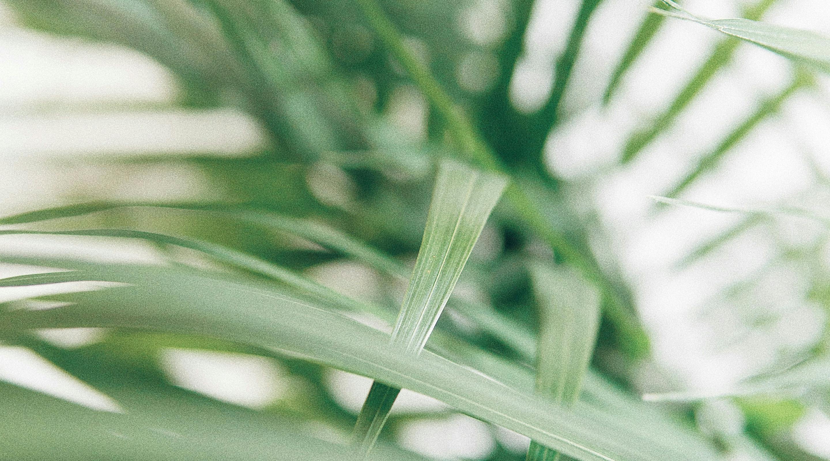 Artistic photo of long green plant leaves