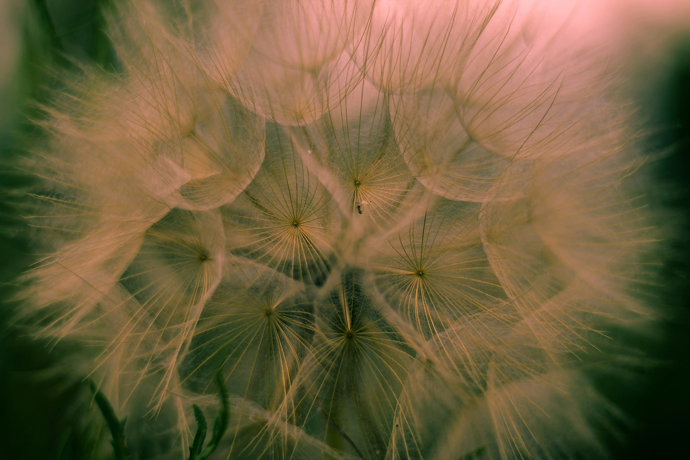 Artistic image of multiple dandelions