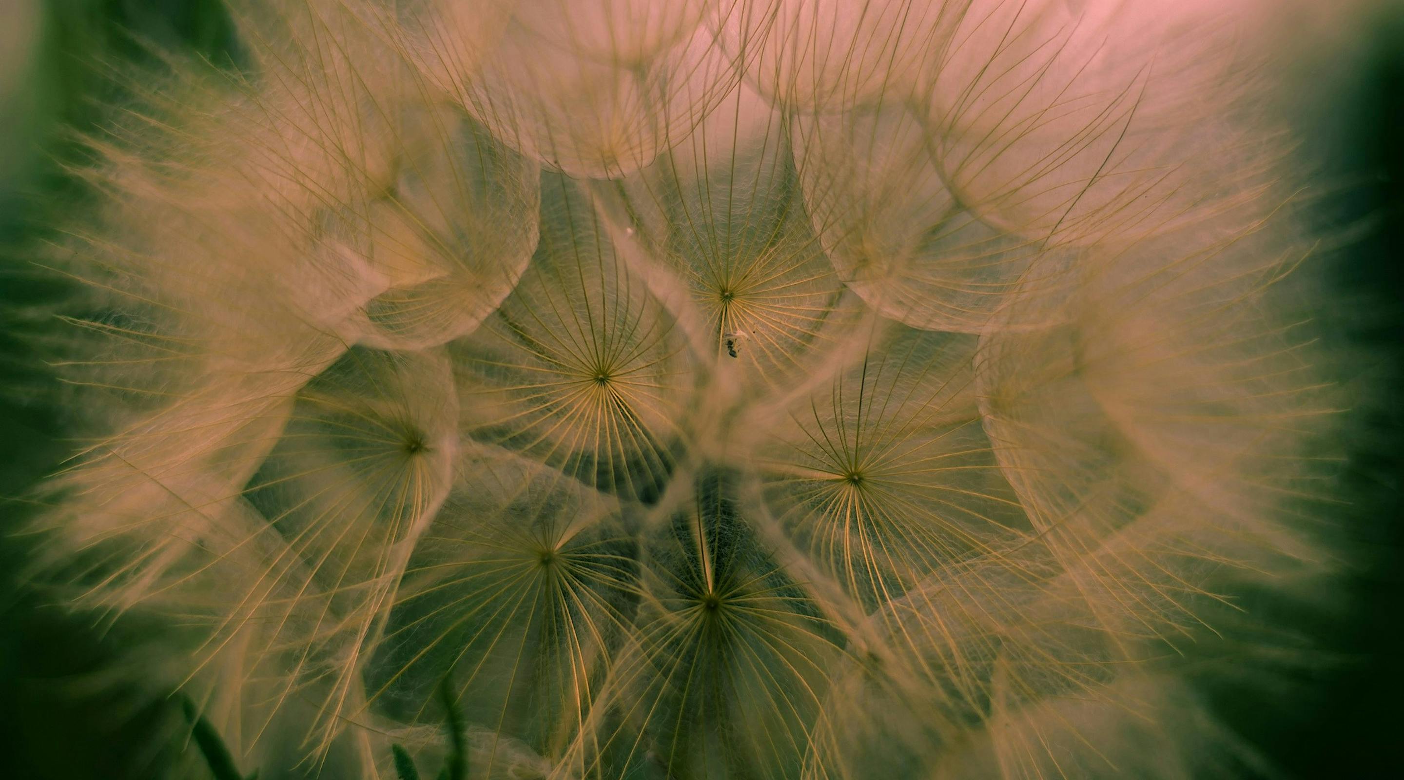Artistic image of multiple dandelions
