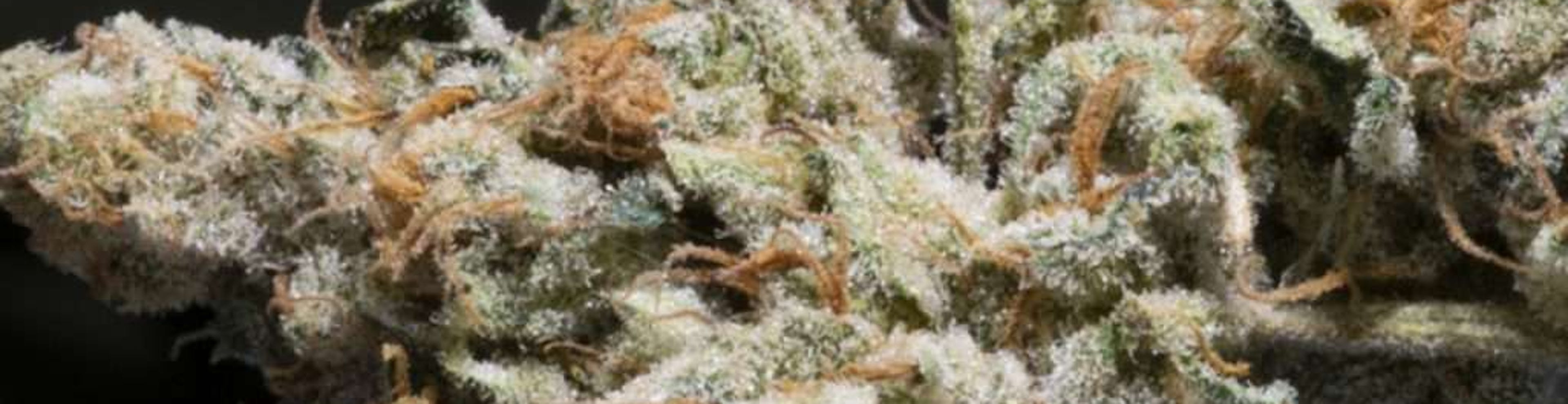 Elevate Your Cannabis Journey With Sour Diesel Strain