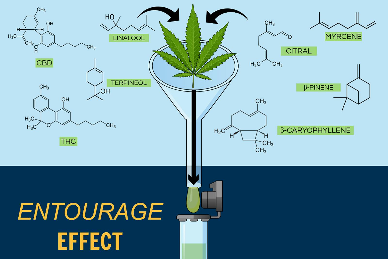 Terpene Entourage Effect