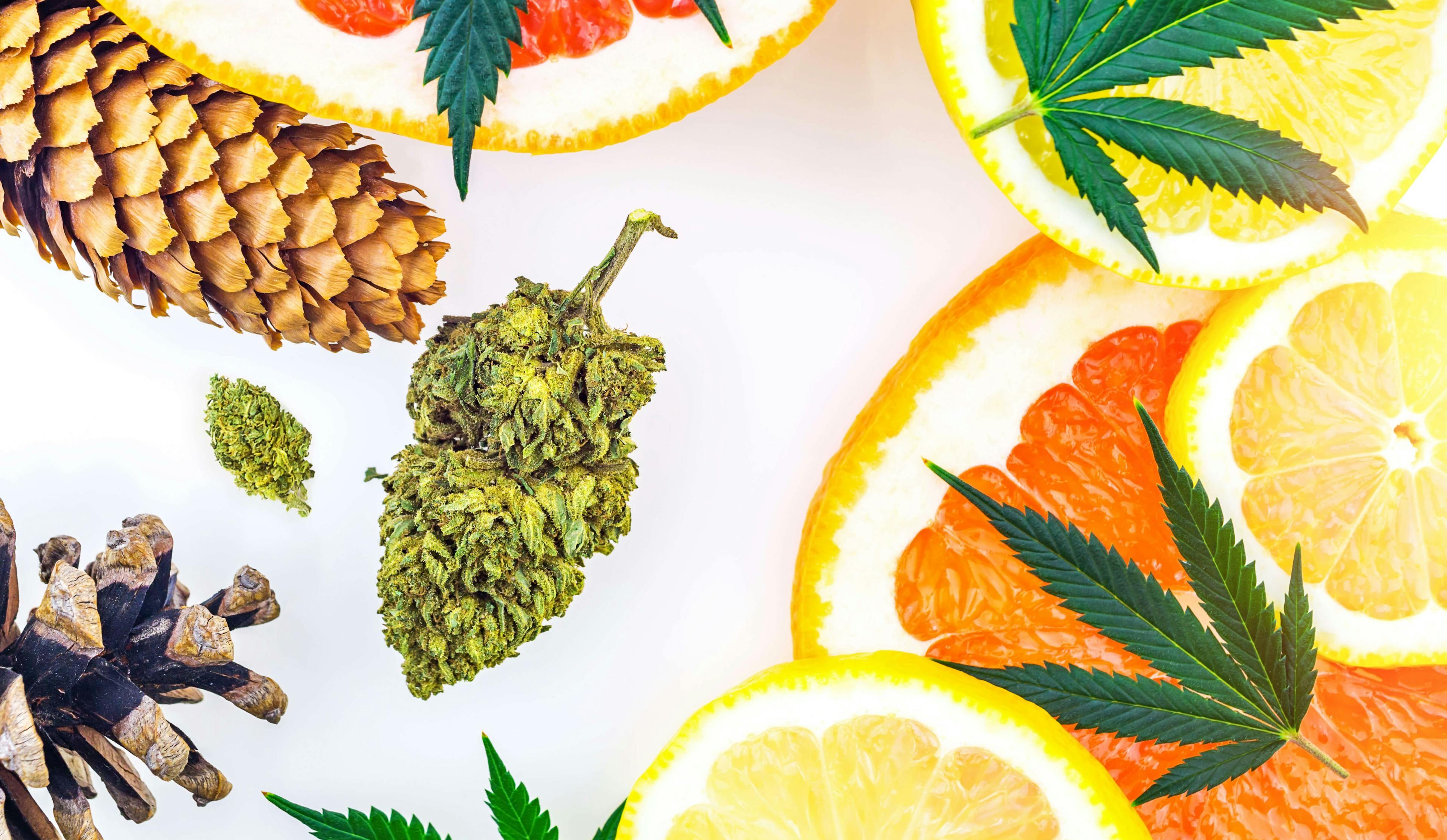 Cannabis Terpenes