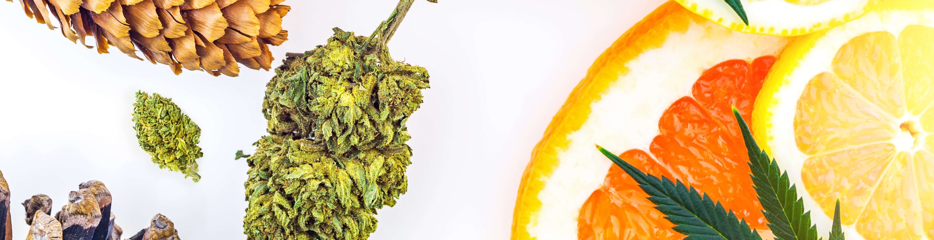 Blog banner