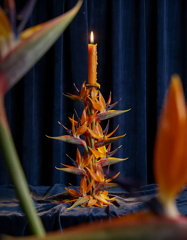 Strelitzia reinventada: A botânica como estrutura e escultura