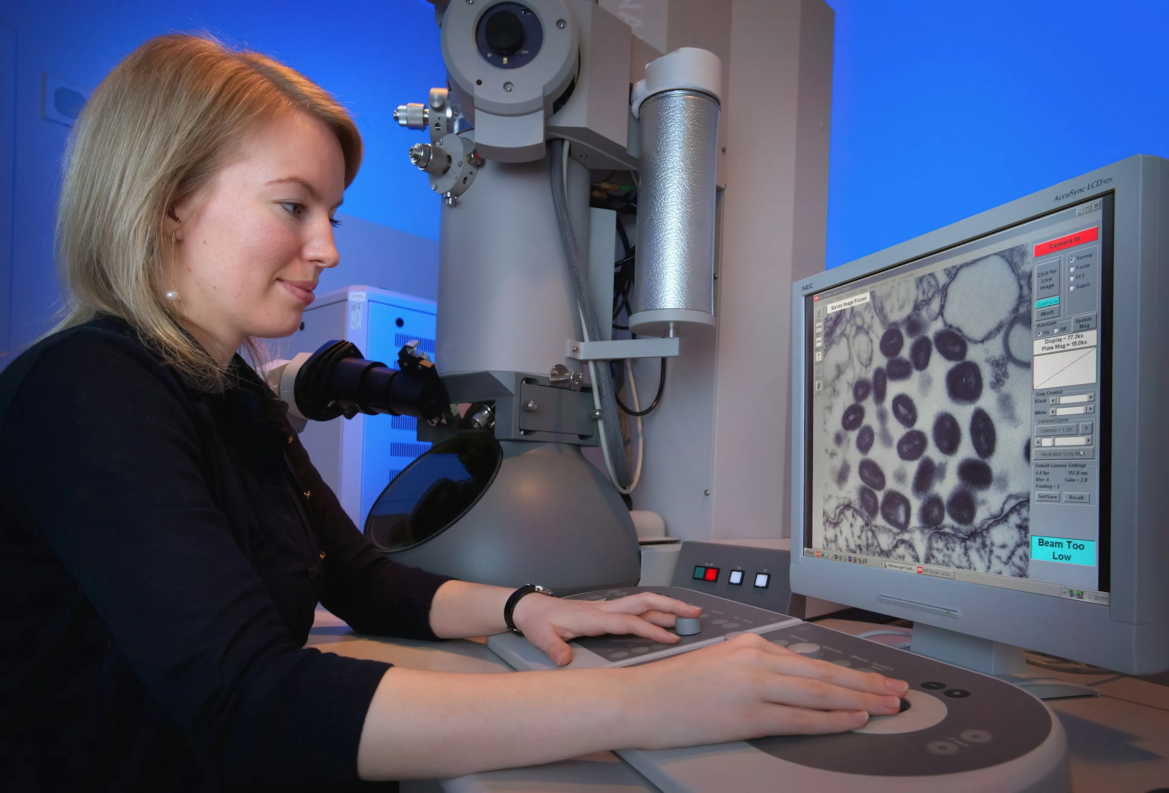 Microscopic view of white blood cells in the bloodstream