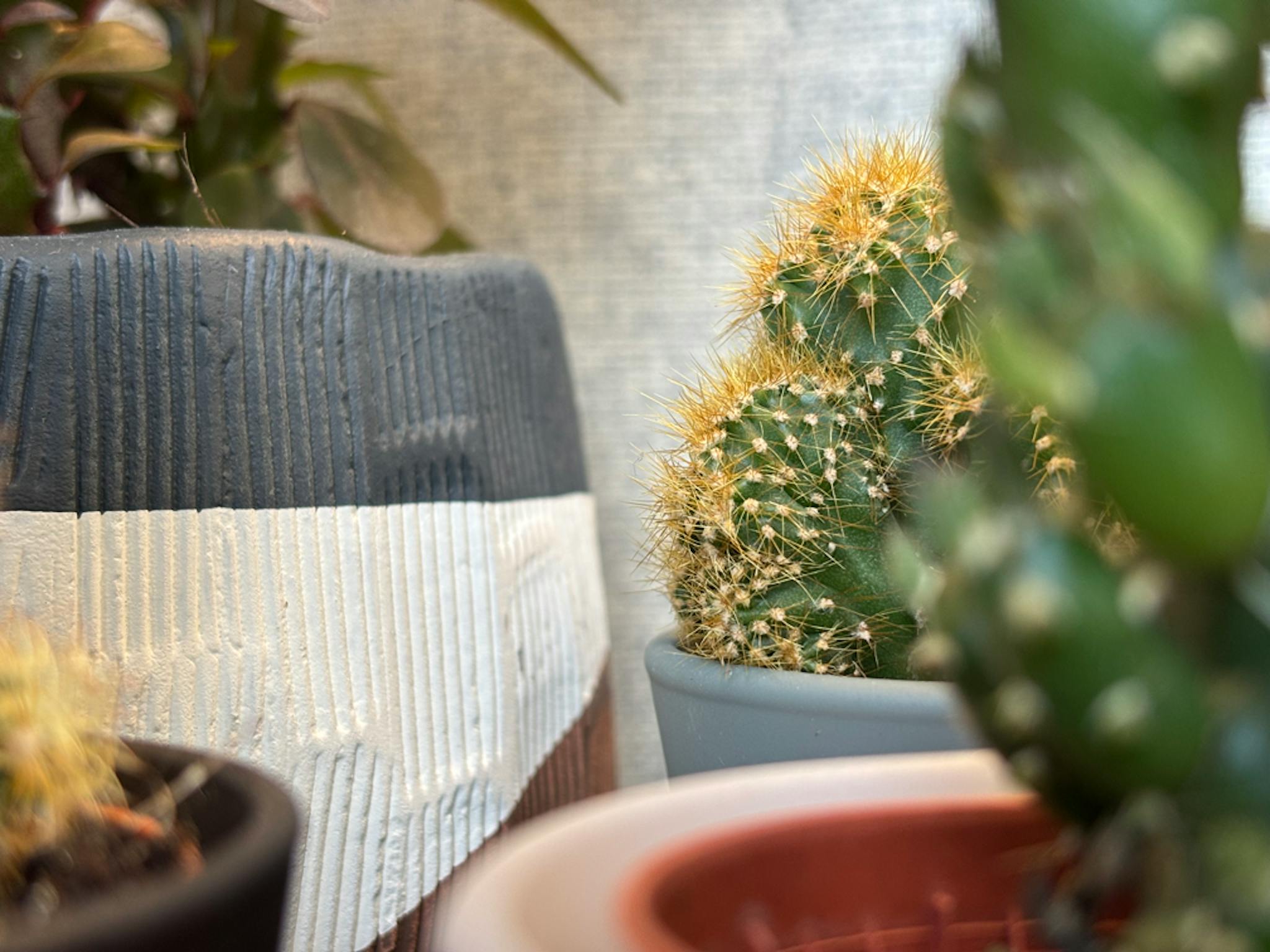 Cactus plantjes op bureau