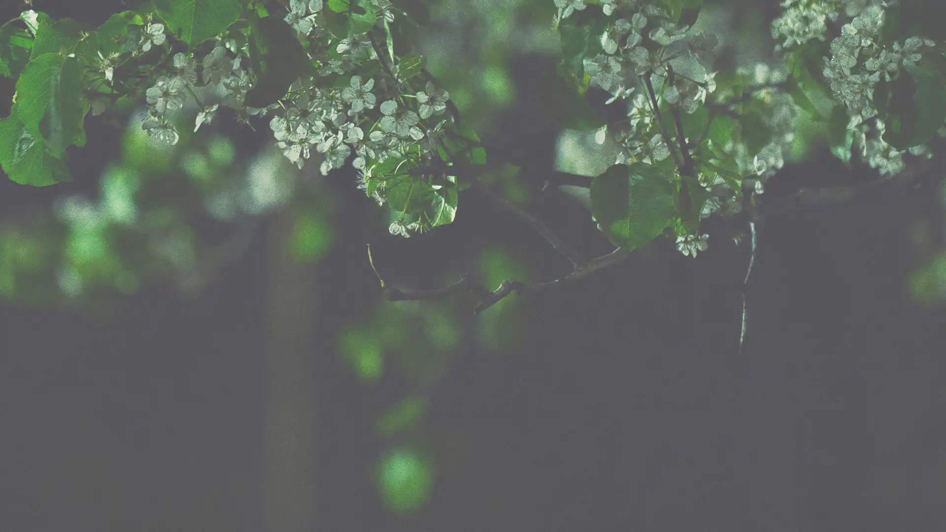 leaves hanging from trees at night