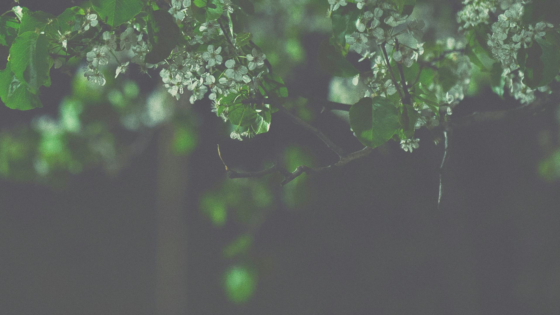 leaves hanging from trees at night