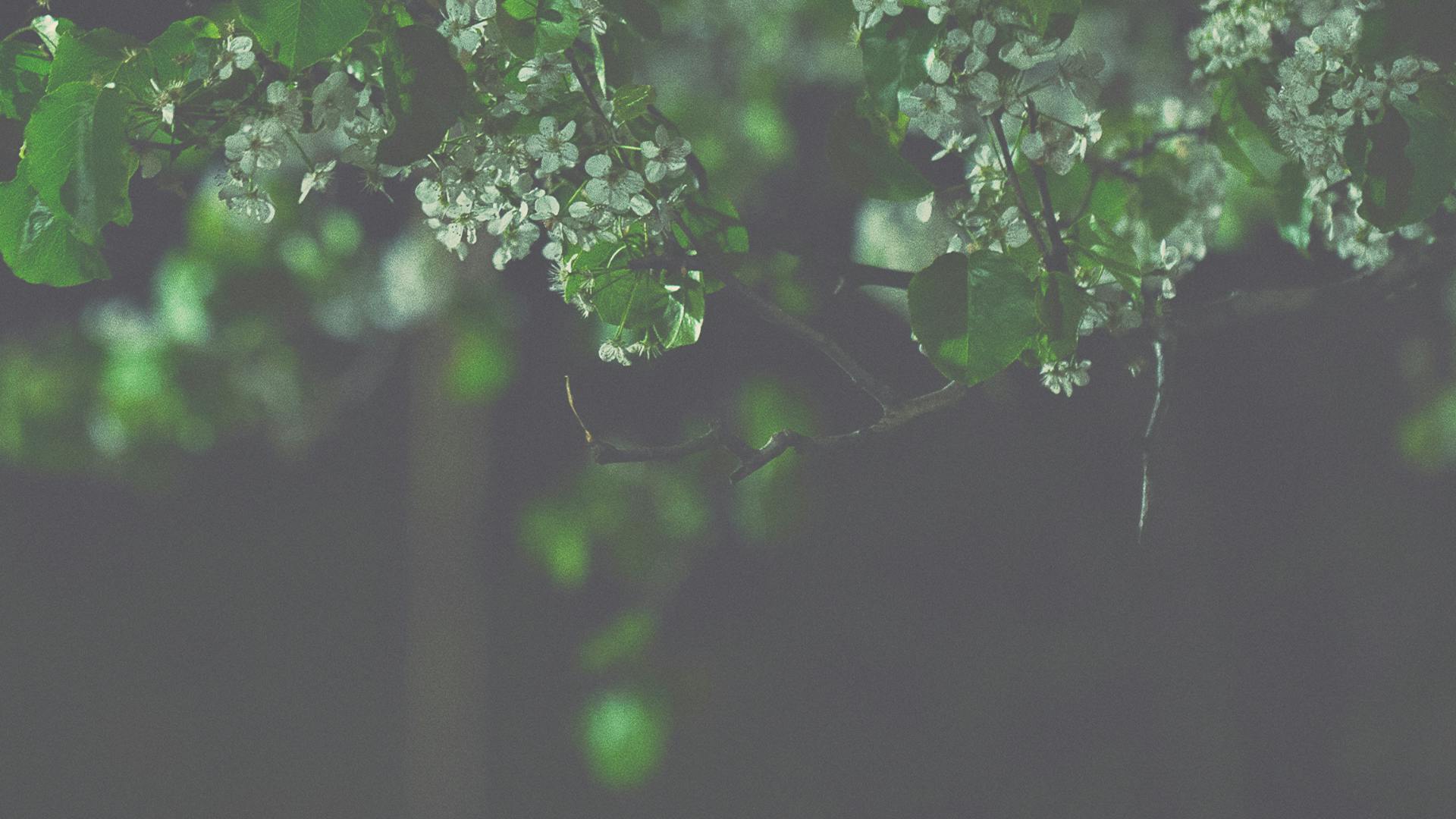 leaves hanging from trees at night