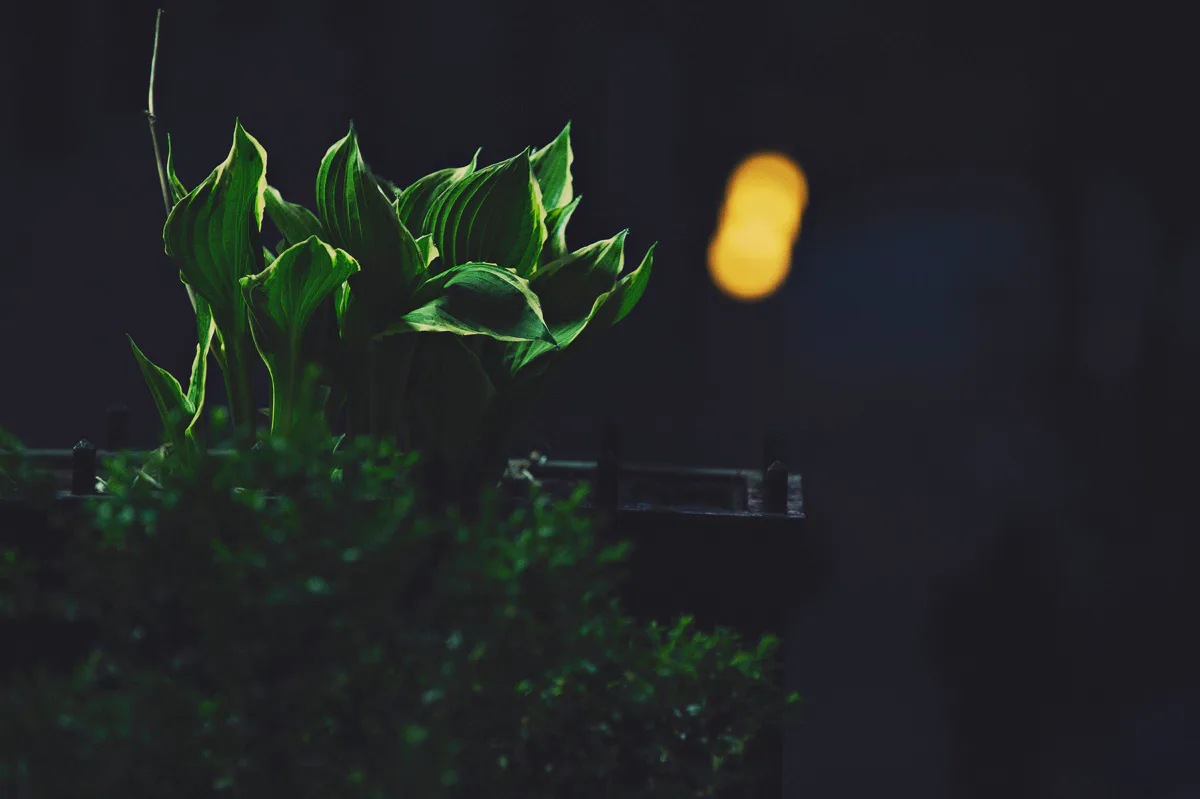Green leaves in moody lighting