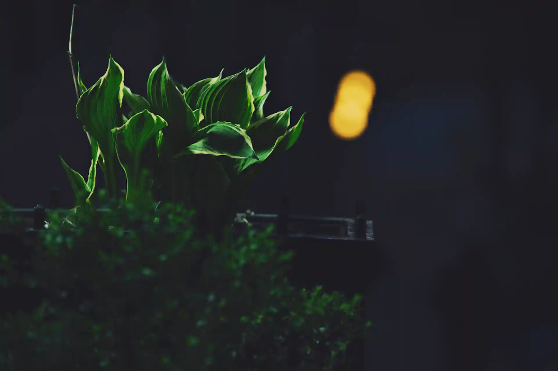 Green leaves in moody lighting
