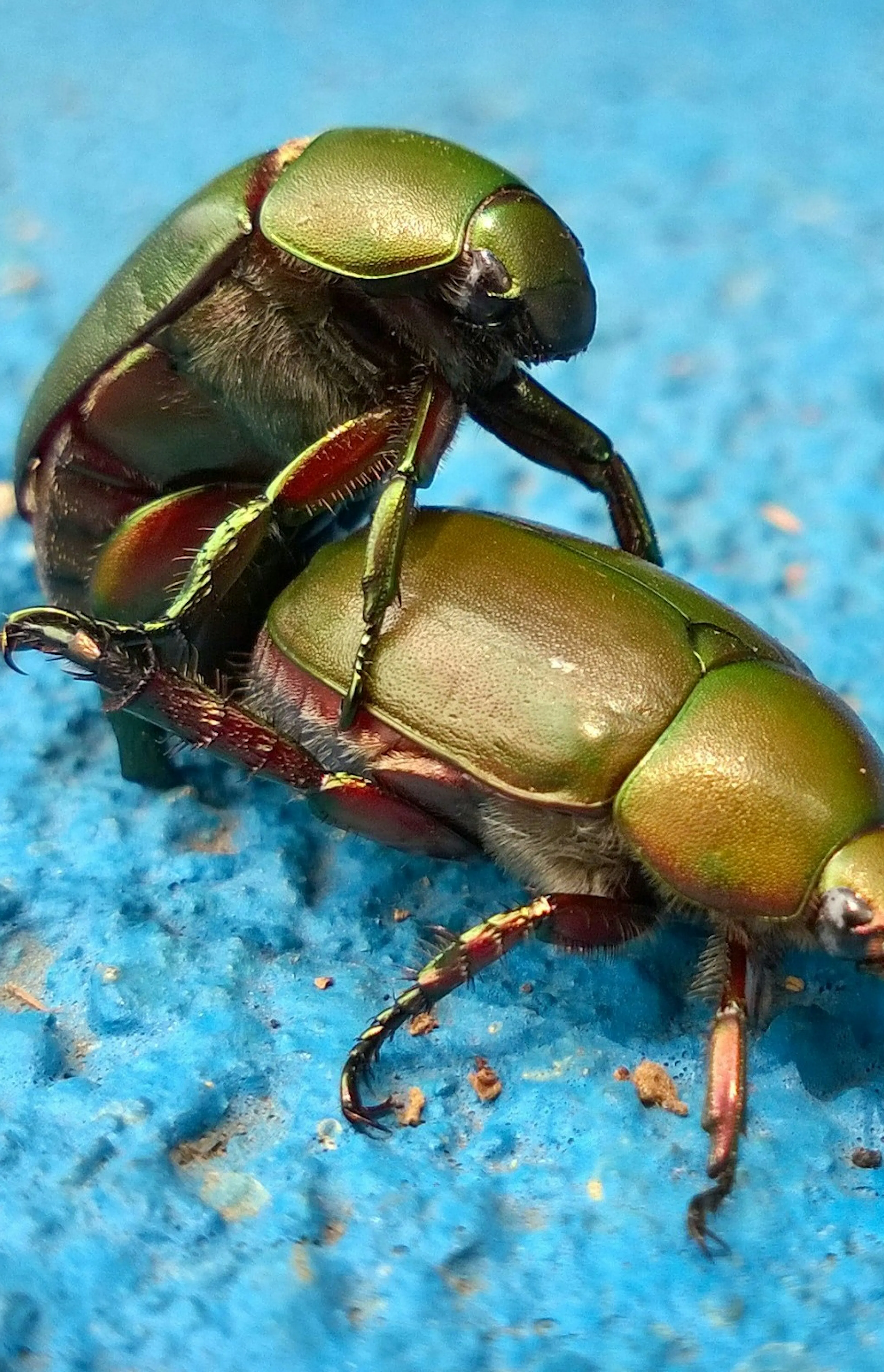 scarab beetle mating