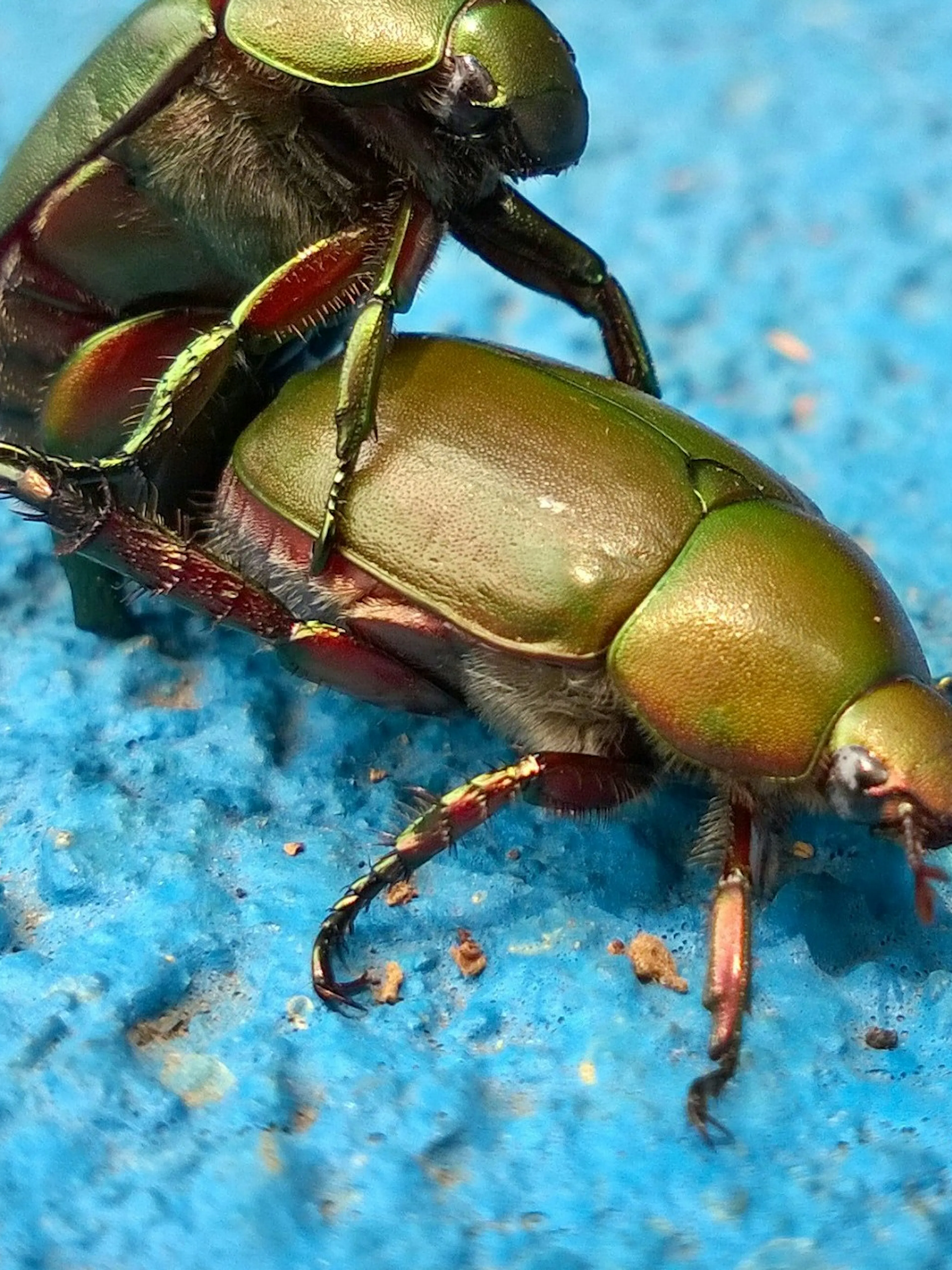 scarab beetle mating