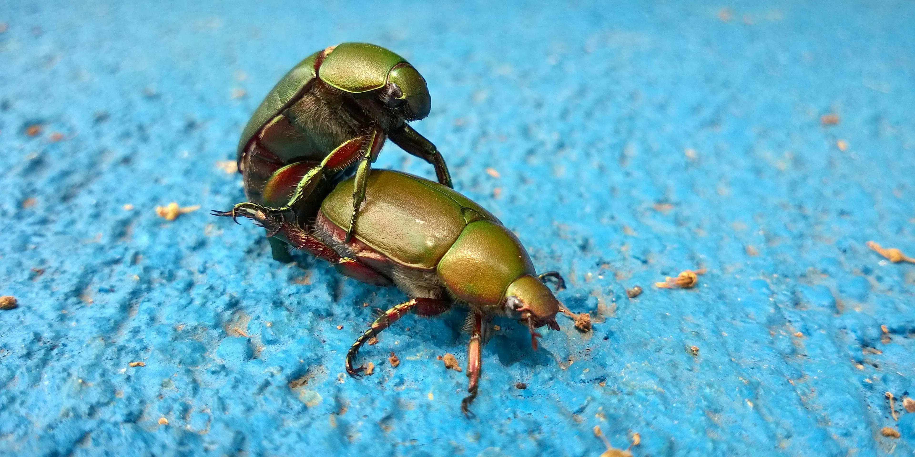 scarab beetle mating