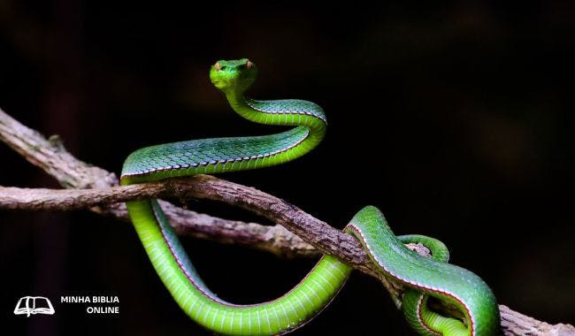 Serpente no Éden: 10 fatos que você deve saber sobre isso