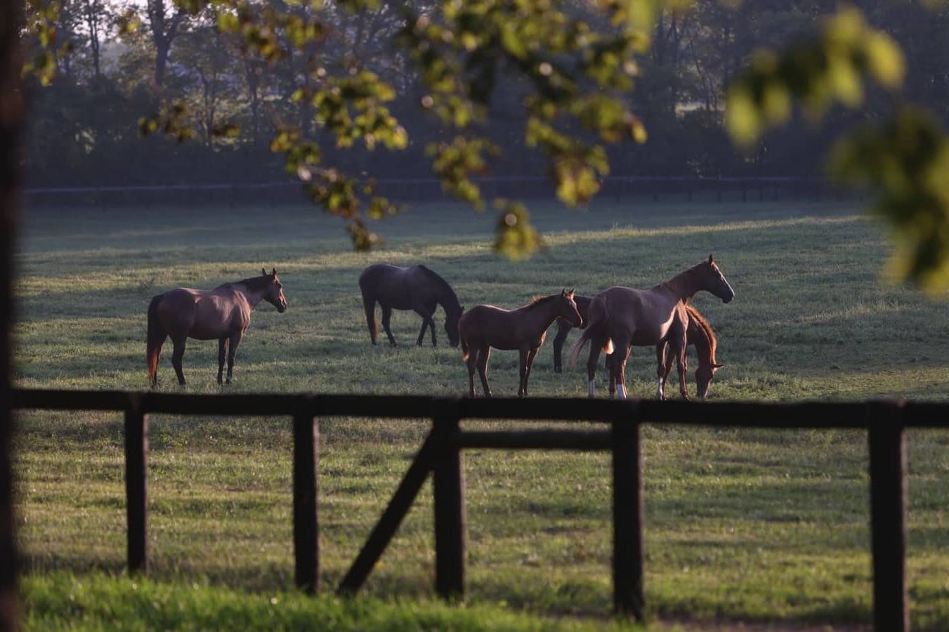 10 horses roam on a scenic horse farm.