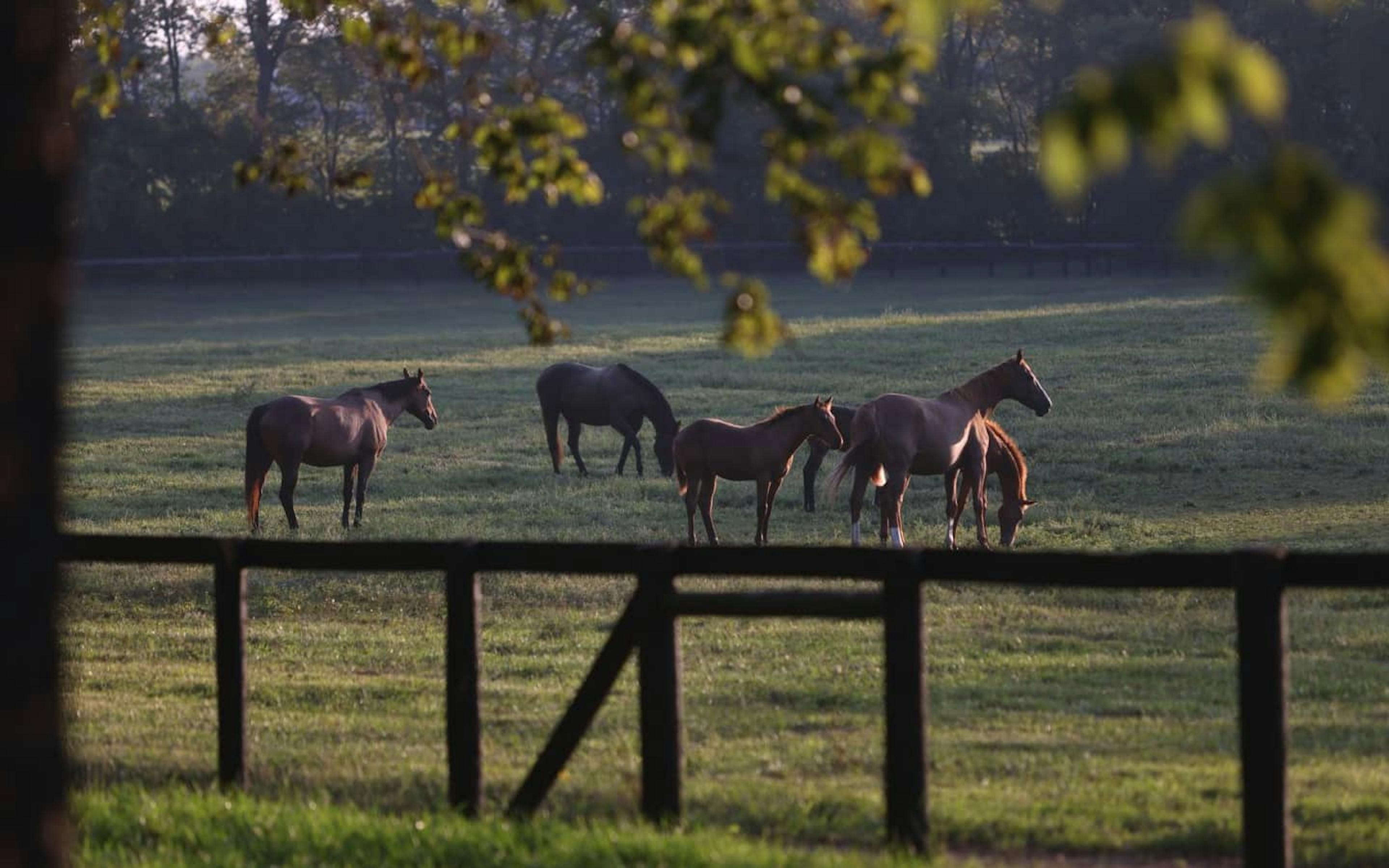 10 horses roam on a rolling hill behind a black fence