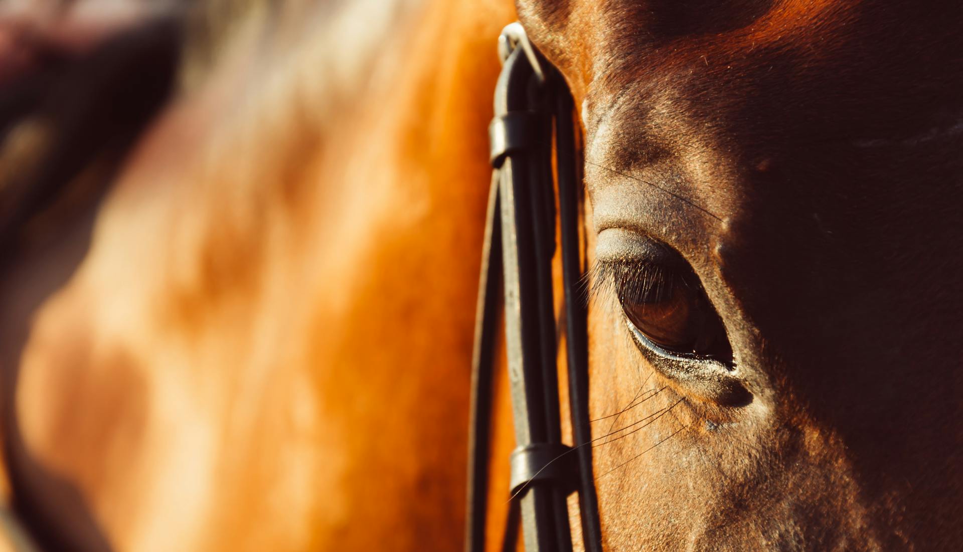 A close-up of a horse, with the focus on its expressive eye.